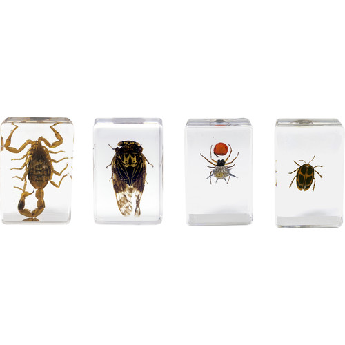 3D Specimen Kit #4 Bugs