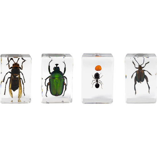 3D Specimen Kit #5 Bugs